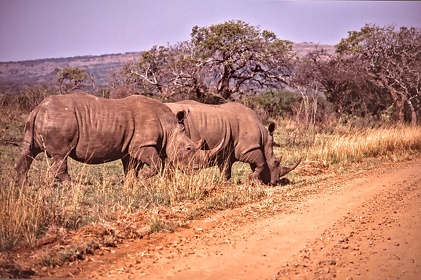 AFRIQUE DU SUD