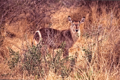 AFRIQUE DU SUD