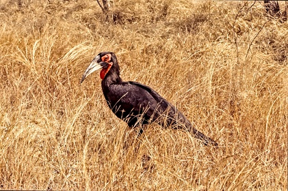 AFRIQUE DU SUD