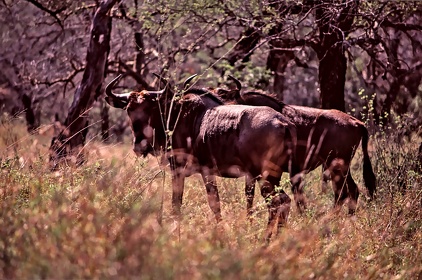 AFRIQUE DU SUD