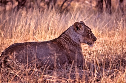 AFRIQUE DU SUD