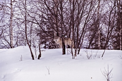 CAN - ANIMAUX