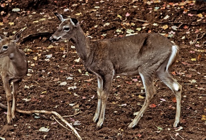 CAN - ANIMAUX