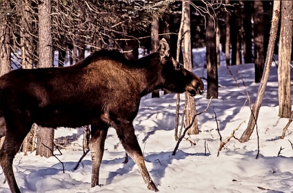 CAN - ANIMAUX