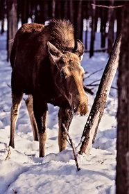 CAN - ANIMAUX