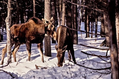 CAN - ANIMAUX