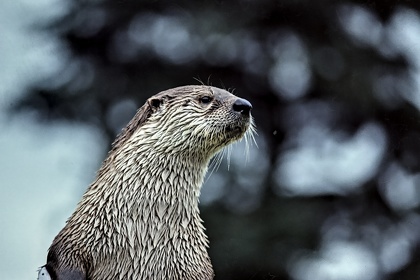 Animaux du Canada (divers)