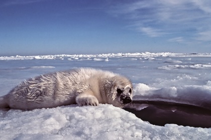 CAN - ANIMAUX