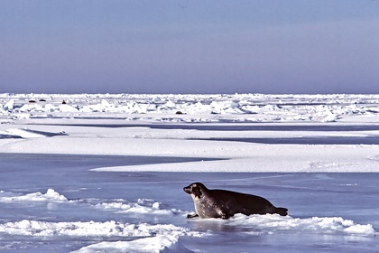 CAN - ANIMAUX