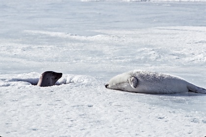 CAN - ANIMAUX