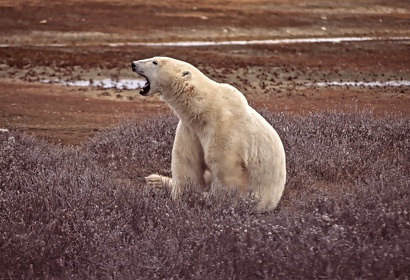 CAN - OURS POLAIRE