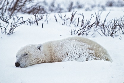 CAN - OURS POLAIRE