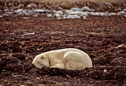 CAN - OURS POLAIRE