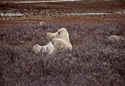 CAN - OURS POLAIRE